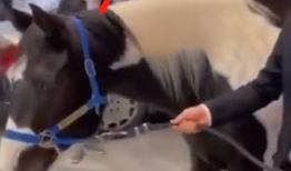 配马视频,揭秘马匹训练与搭配的奥秘